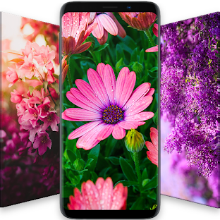 Beautiful Flower Wallpapers